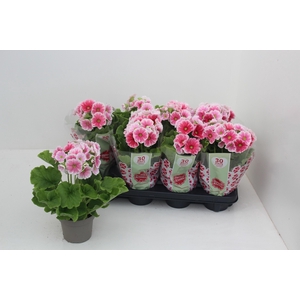 PRIM OB SWEETKIS ARW