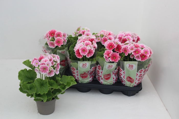 <h4>PRIM OB SWEETKIS ARW</h4>