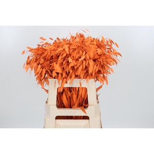 Chasmantium Kl Bh Oranje