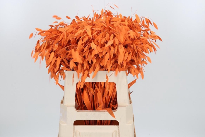 <h4>Chasmantium Kl Bh Oranje</h4>