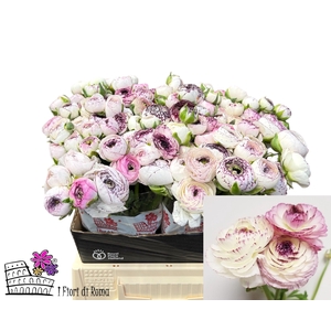 RAN EL WHITE STRIPES