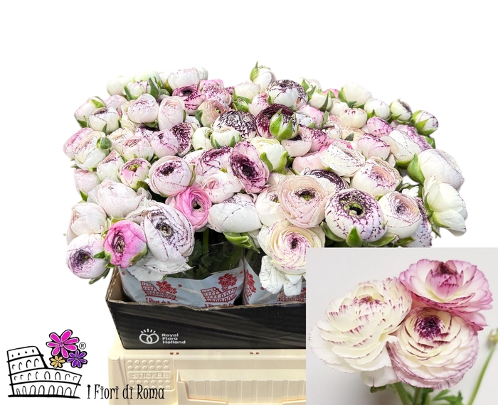 <h4>RAN EL WHITE STRIPES</h4>