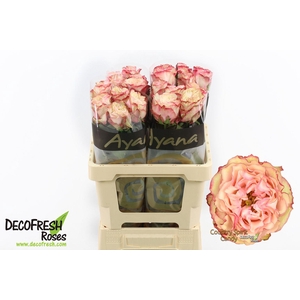 R Gr Country SP Candy