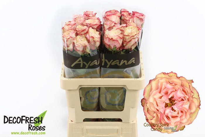 <h4>R Gr Country SP Candy</h4>