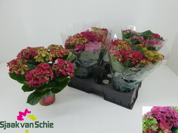 <h4>HYDR M HI FIRE</h4>