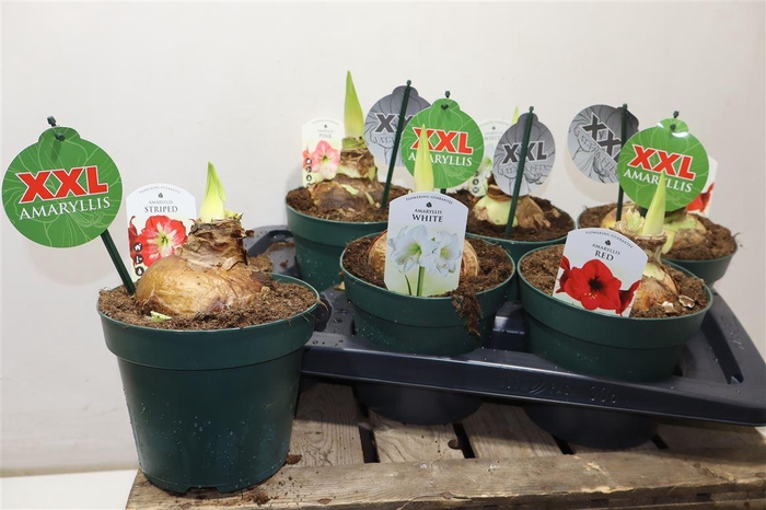 <h4>Hipp Gem 4 Srrt Xxl</h4>