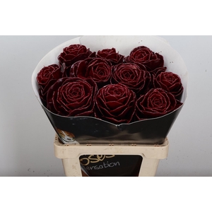 Brassica Wx (ex) Bordeaux