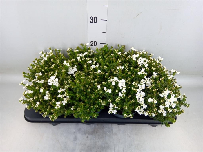 <h4>Iberis semp.</h4>