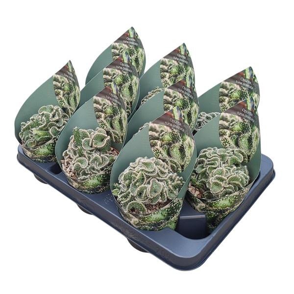 <h4>OPUNTIA TUNA JUV</h4>