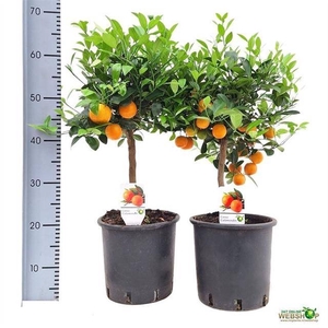 CITR MICROCARPA