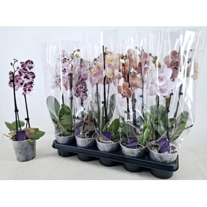 PHAL GEM