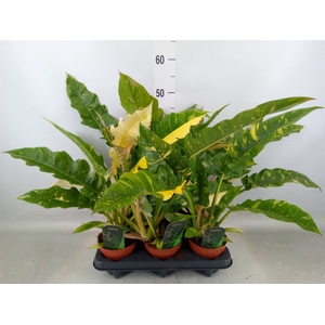Philodendron  'Ring of Fire'