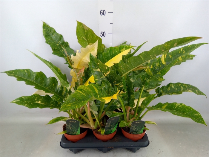 <h4>Philodendron  'Ring of Fire'</h4>