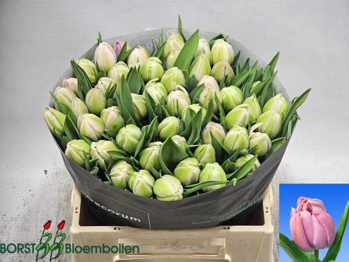 <h4>TU DU KATINKA</h4>