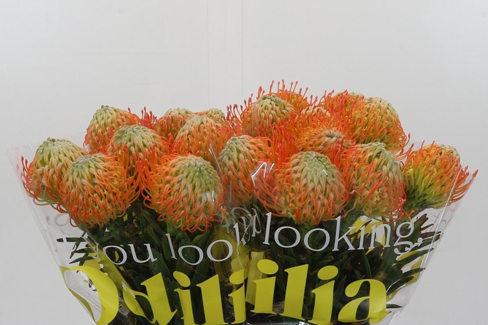 <h4>Nutans Ayoba Sun</h4>