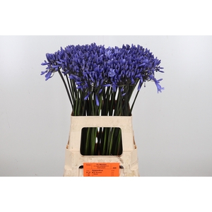 Agapanthus Dr.brouwer