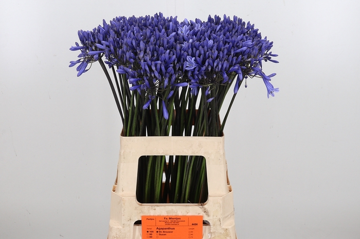<h4>Agapanthus Dr.brouwer</h4>