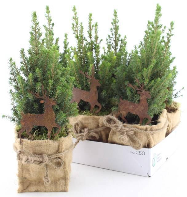 <h4>PICEA GL PERFECTA</h4>