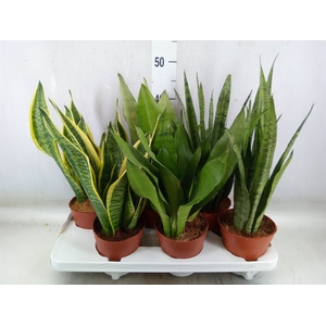 Sansevieria trifa.   ...