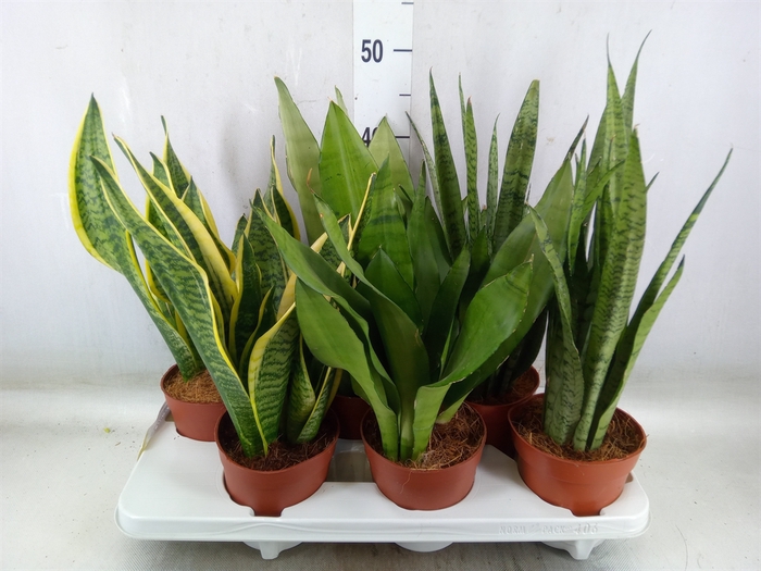 <h4>Sansevieria trifa.   ...</h4>
