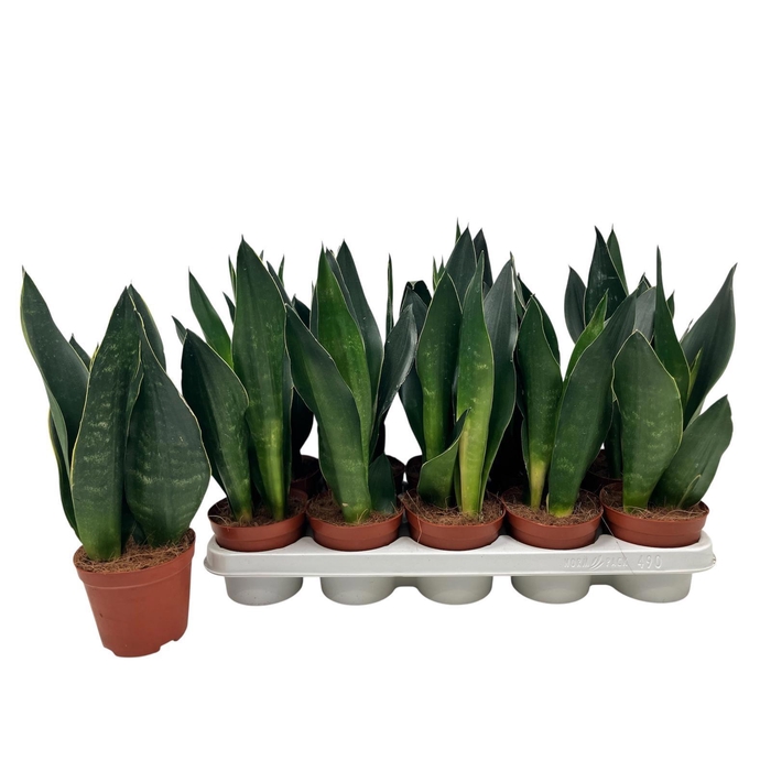 <h4>SANSEV TRIFASCIA  OV</h4>