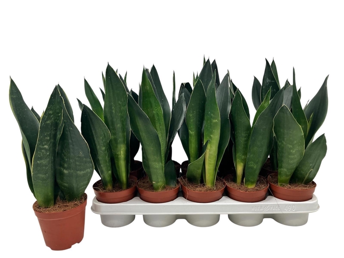 <h4>SANSEV TRIFASCIA  OV</h4>