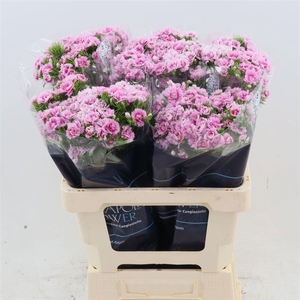 DI BARB DOBLINO FANS