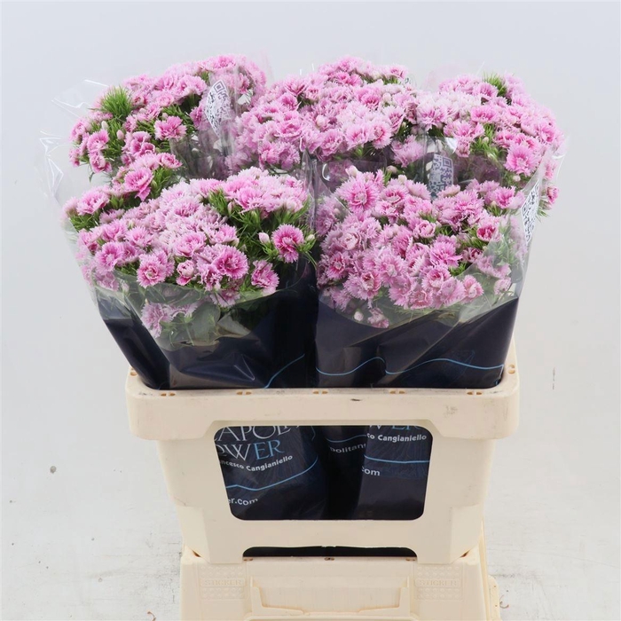 <h4>DI BARB DOBLINO FANS</h4>