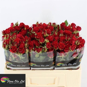 Rosa spray mirabel