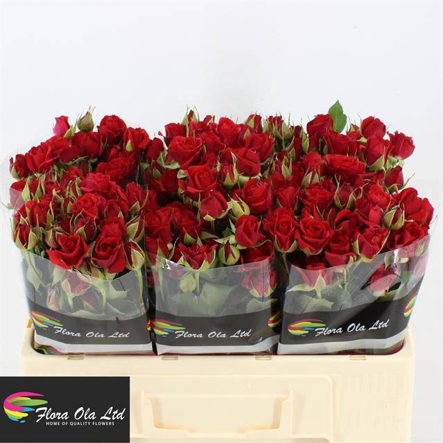 <h4>Rosa spray mirabel</h4>