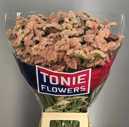 <h4>Lim S Sin Honey Apricot</h4>