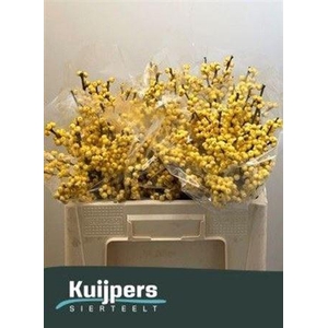 Ilex Ve Mag Citronella