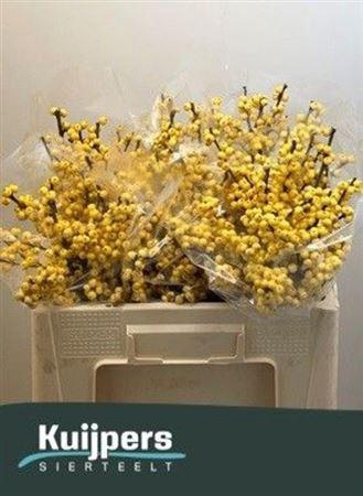 <h4>Ilex Ve Mag Citronella</h4>