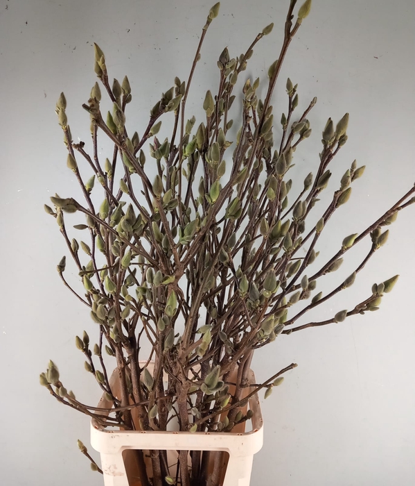 MAGNOLIA SUPERBA 130CM