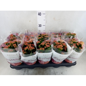 Kalanchoe blos. 'RosDon Victorio'