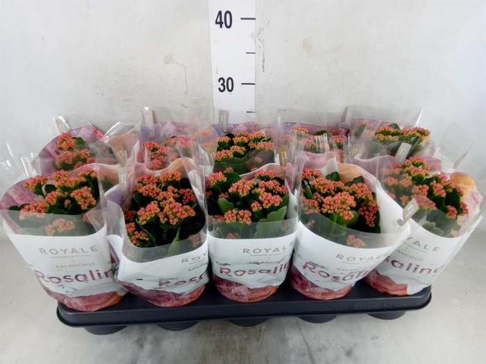<h4>Kalanchoe blos. 'RosDon Victorio'</h4>
