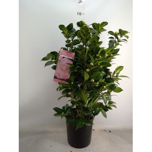 Camellia japonica