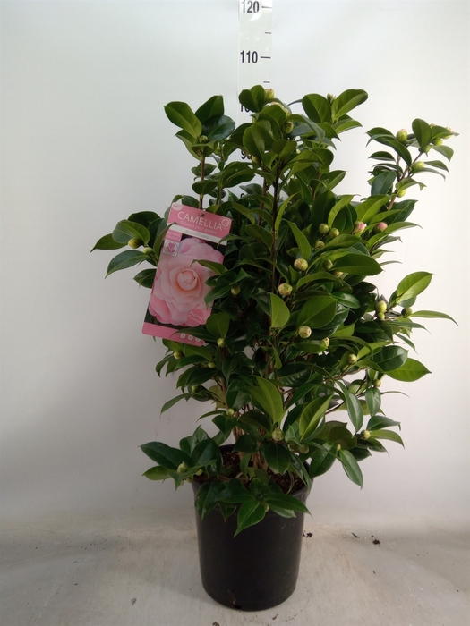 <h4>Camellia japonica</h4>