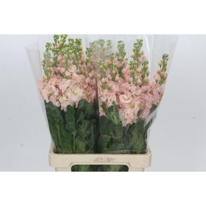 Matthiola Iron Apricot