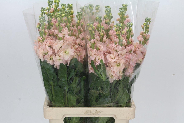 <h4>Matthiola Iron Apricot</h4>