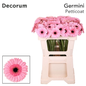 Germini Petticoat Water