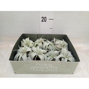 Tillandsia xerographica