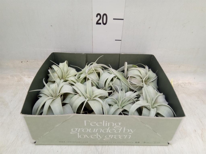 <h4>Tillandsia xerographica</h4>