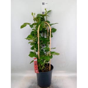 Rosa FL 'Royal Select'