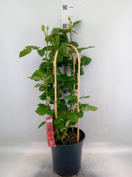 <h4>Rosa FL 'Royal Select'</h4>