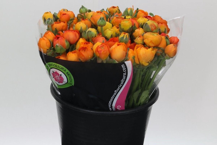 Ranunculus Elegance Orange