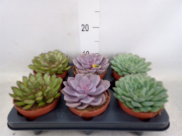 <h4>Echeveria   ...mix</h4>