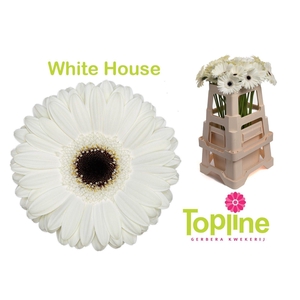 GERBERA WHITE HOUSE