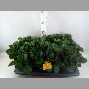 Peperomia obt. 'Burning Bush'