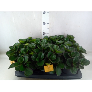 Peperomia obt. 'Burning Bush'